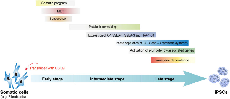 Cell reprogramming: methods, mechanisms and applications.