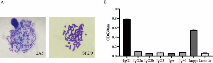 Rapid detection of African swine fever virus by a blue latex microsphere immunochromatographic strip.