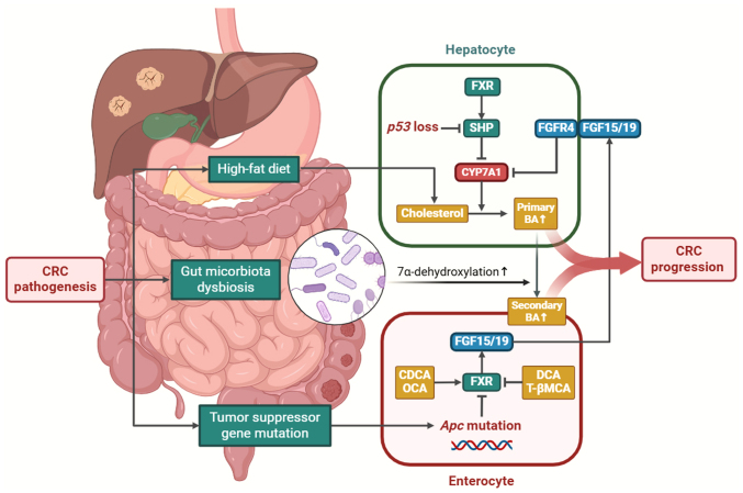 Emerging role of bile acids in colorectal liver metastasis: From molecular mechanism to clinical significance (Review).