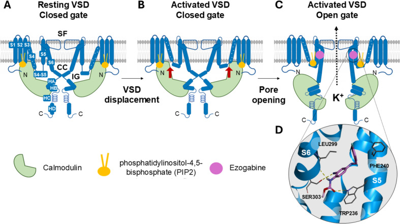 Targeting Kv7 Potassium Channels for Epilepsy.