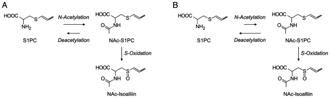 Pharmacokinetics of sulfur?containing compounds in aged garlic extract: <i>S</i>?Allylcysteine, <i>S</i>?1?propenylcysteine, <i>S</i>?methylcysteine, <i>S</i>?allylmercaptocysteine and others (Review).