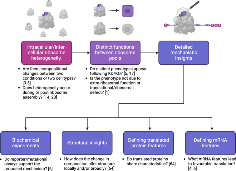 Specialized ribosomes: integrating new insights and current challenges.