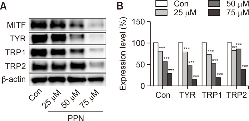 Piperine Regulates Melanogenesis through ERK Activation and Proteasomal Degradation of MITF.