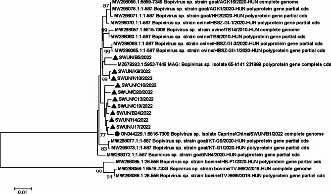 Analysis for Bopivirus B in goats in the Sichuan province, China using a novel TaqMan real-time polymerase chain reaction assay.