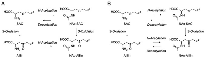 Pharmacokinetics of sulfur?containing compounds in aged garlic extract: <i>S</i>?Allylcysteine, <i>S</i>?1?propenylcysteine, <i>S</i>?methylcysteine, <i>S</i>?allylmercaptocysteine and others (Review).