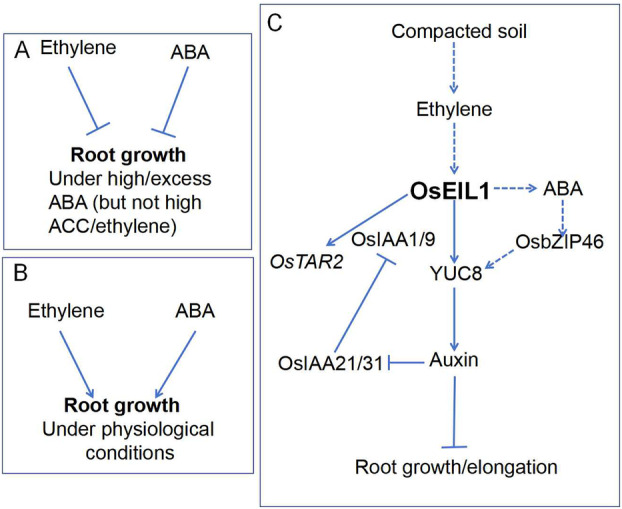 Crosstalk Between Ethylene and JA/ABA/Sugar Signalling in Plants Under Physiological and Stress Conditions.