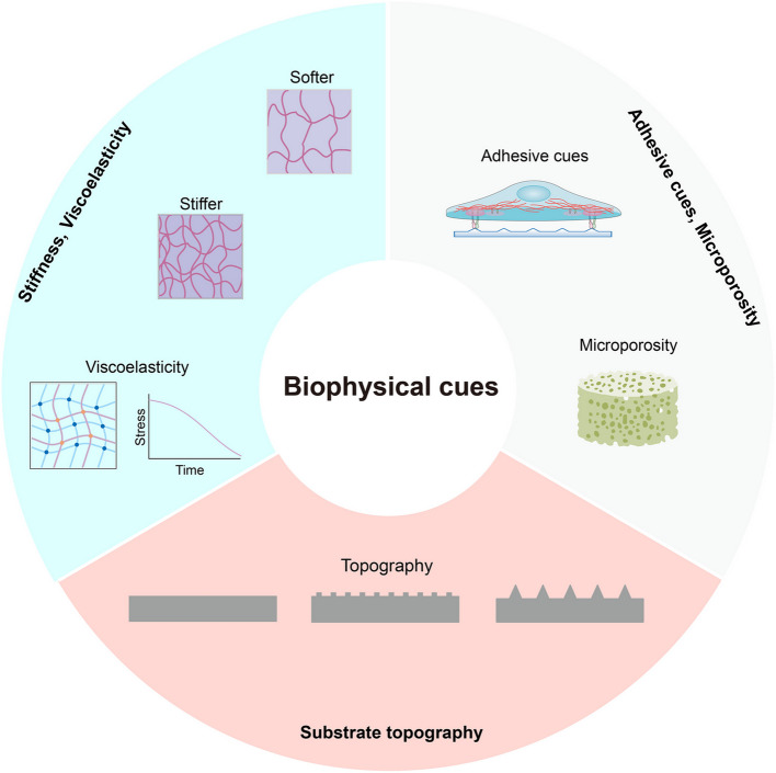 Cell reprogramming: methods, mechanisms and applications.
