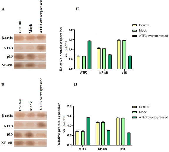 Inhibition of p16 and NF-κB Oncogenic Activity in Human Papillomavirus-Infected Cervical Cancer Cells: A New Role for Activating Transcription Factor-3.