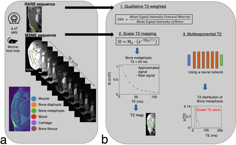 Improved MRI detection of inflammation-induced changes in bone marrow microstructure in mice: a machine learning-enhanced T2 distribution analysis.
