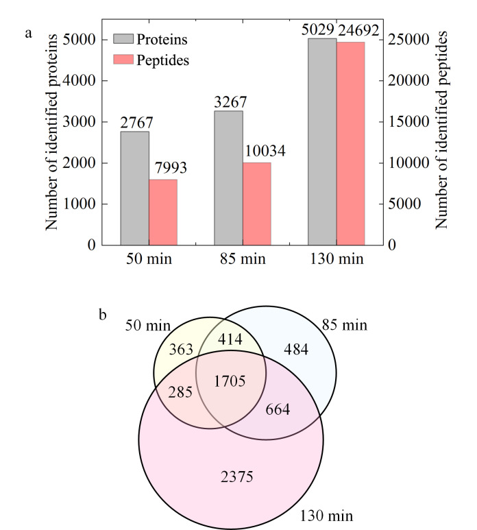 [Open experiment: quantitative proteomics analysis of thyroid-cancer tissue slices using ultra-high performance liquid chromatography-tandem mass spectrometry].