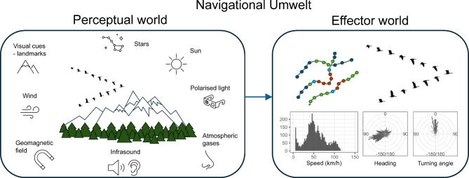 A new data-driven paradigm for the study of avian migratory navigation.