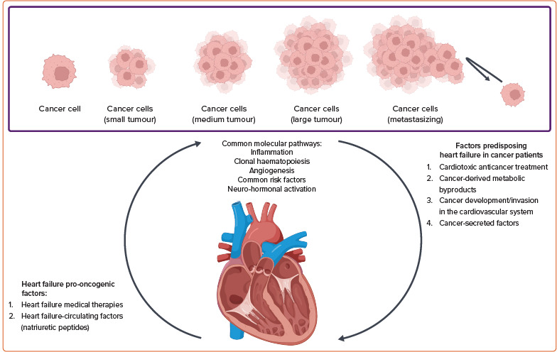 Cardio-oncology: Emerging Concepts in Cardiovascular Sequelae of Cancer Therapies, Translational Research and Reverse Cardio-oncology.