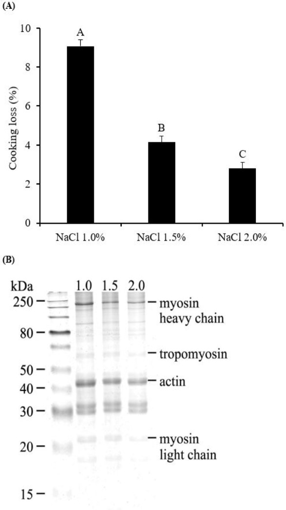 Exploring the <i>in vitro</i> protein digestive behaviors of pork sausage models based on NaCl level-dependent gel properties.