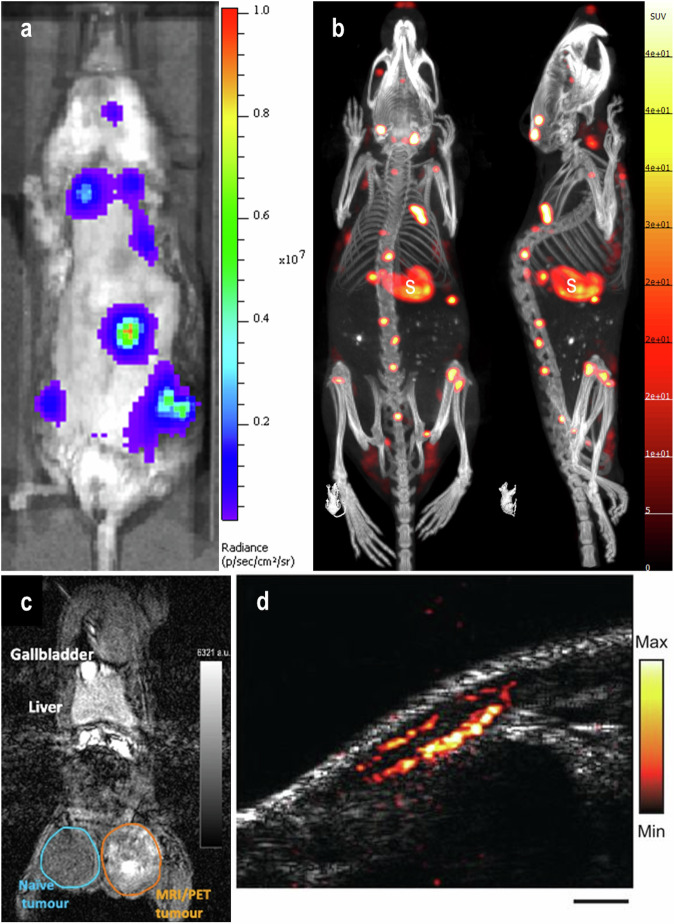 The regulation of reporter transgene expression for diverse biological imaging applications.