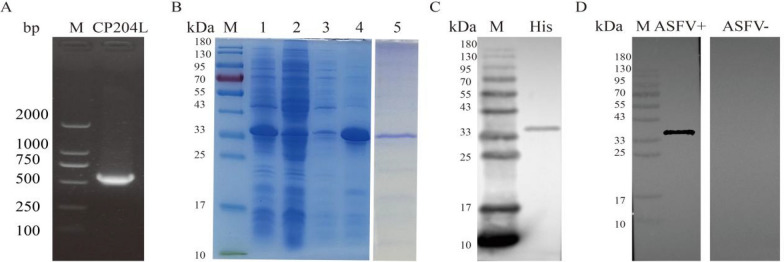 Rapid detection of African swine fever virus by a blue latex microsphere immunochromatographic strip.