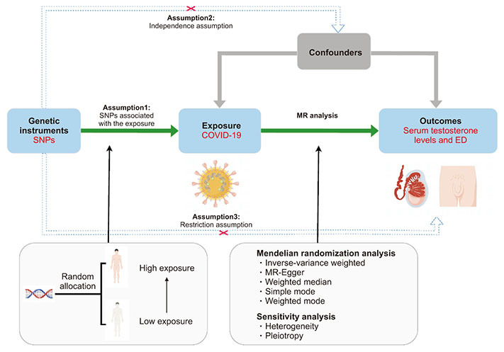 COVID-19 infection may reduce serum testosterone levels and increase the risk of erectile dysfunction: A two-sample Mendelian randomization study.