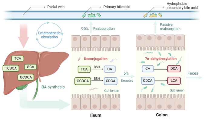 Emerging role of bile acids in colorectal liver metastasis: From molecular mechanism to clinical significance (Review).