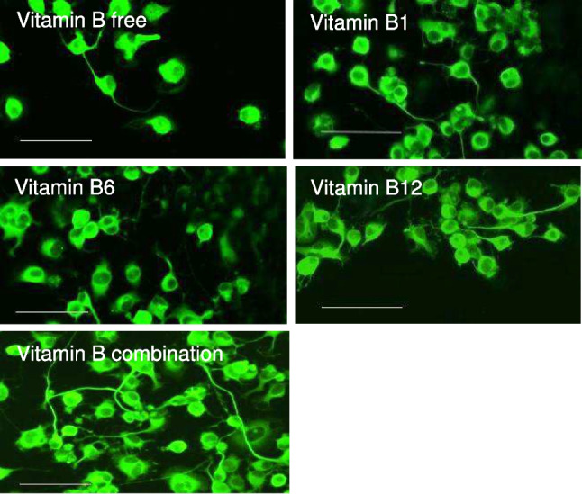 The combination of neurotropic B vitamins (B1, B6, and B12) is superior to individual B vitamins in promoting neurite growth in vitro.