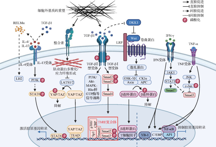 [Research progress on collagen secretion mechanisms in scarring].
