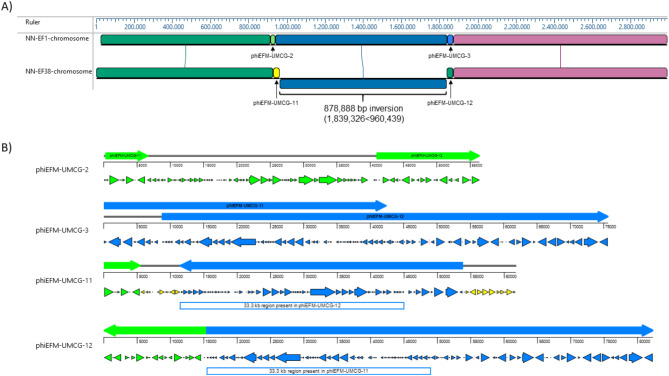 Development of a strain-specific PCR as a diagnostic tool for surveillance, detection, and monitoring of vancomycin-resistant Enterococcus faecium during outbreak.