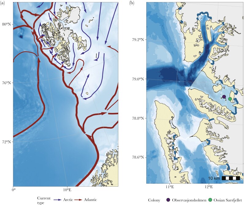 Interannual variation in foraging decisions in chick-rearing black-legged kittiwakes.