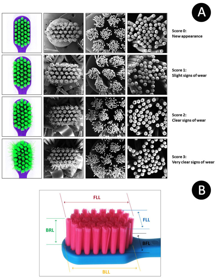 Bristle splaying and abrasive potential of different toothbrushes on the enamel and resin composite after brushing simulation.