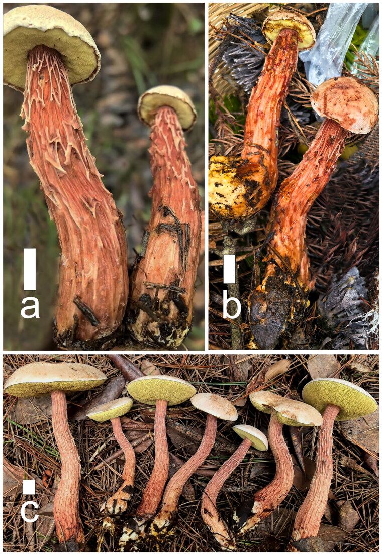 <i>Aureoboletus pseudorussellii</i> sp. nov., A Newly Discovered Species in Genus <i>Aureoboletus</i> of Zhejiang Province, China.