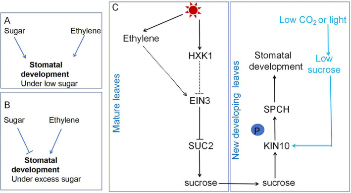 Crosstalk Between Ethylene and JA/ABA/Sugar Signalling in Plants Under Physiological and Stress Conditions.