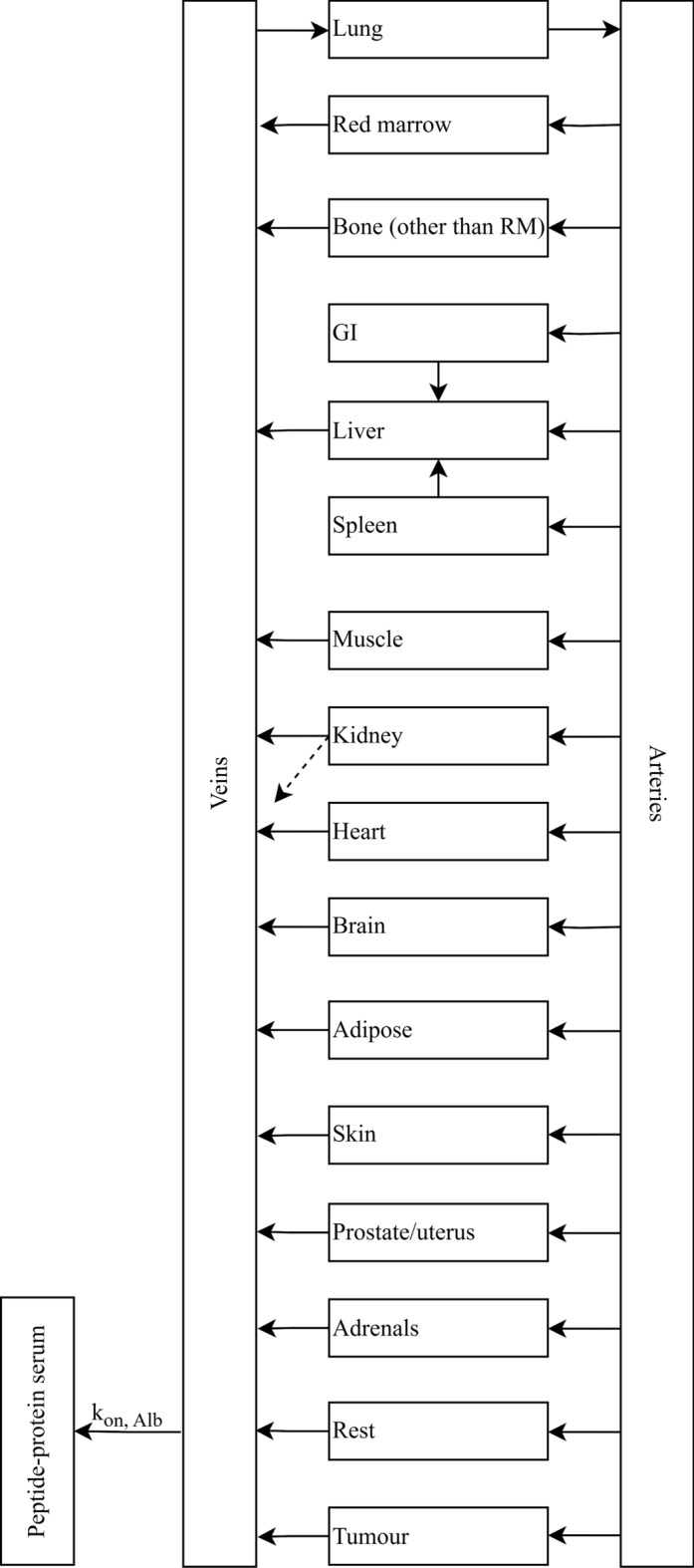 Accuracy and precision analyses of single-time-point dosimetry utilising physiologically-based pharmacokinetic modelling and non-linear mixed-effects modelling.