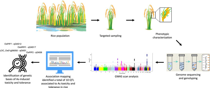 Omics advancements towards exploring arsenic toxicity and tolerance in plants: a review.