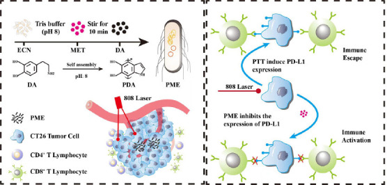 Living hybrid material based on probiotic with photothermal properties inhibits PD-L1 expression after tumouricidal photothermal therapy.