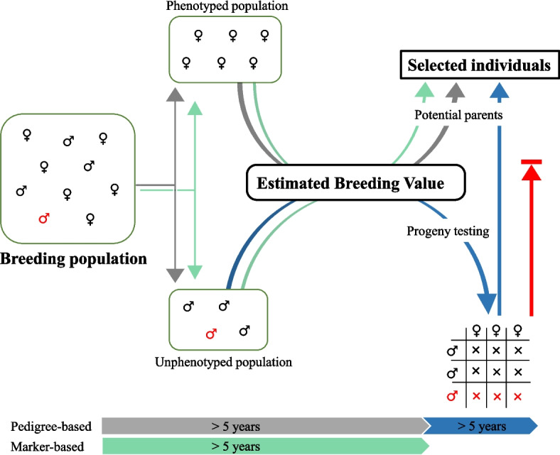 Using genomic selection to correct pedigree errors in kiwiberry breeding.