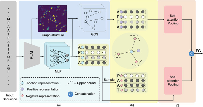 ProCeSa: Contrast-Enhanced Structure-Aware Network for Thermostability Prediction with Protein Language Models.