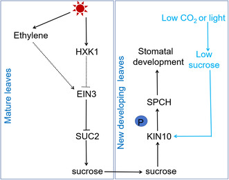 Crosstalk Between Ethylene and JA/ABA/Sugar Signalling in Plants Under Physiological and Stress Conditions.