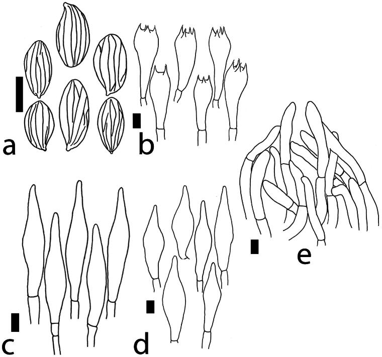 <i>Aureoboletus pseudorussellii</i> sp. nov., A Newly Discovered Species in Genus <i>Aureoboletus</i> of Zhejiang Province, China.