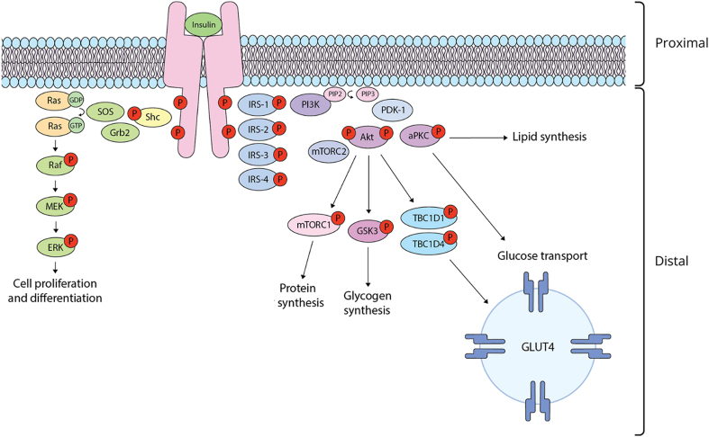 Reappraising the relationship between hyperinsulinemia and insulin resistance in PCOS.