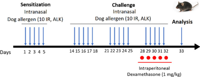 Dog allergen-induced asthma in mice: a relevant model of T2<sup>low</sup> severe asthma with airway remodelling.