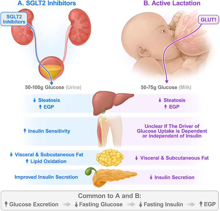 Comparison Between SGLT2 Inhibitors and Lactation: Implications for Cardiometabolic Health in Parous Women.