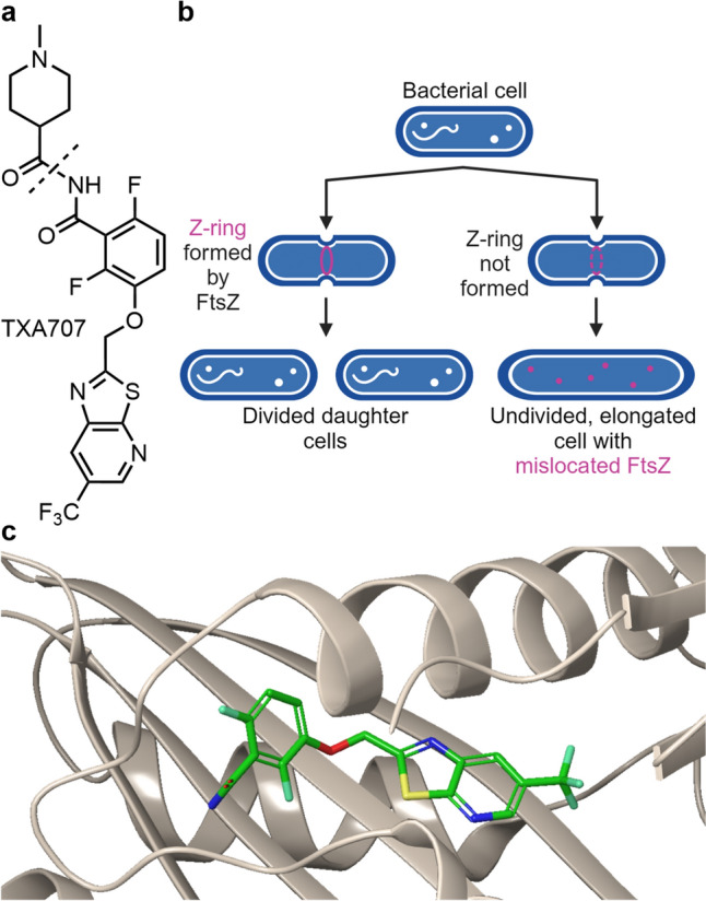 Antibacterials with Novel Chemical Scaffolds in Clinical Development.