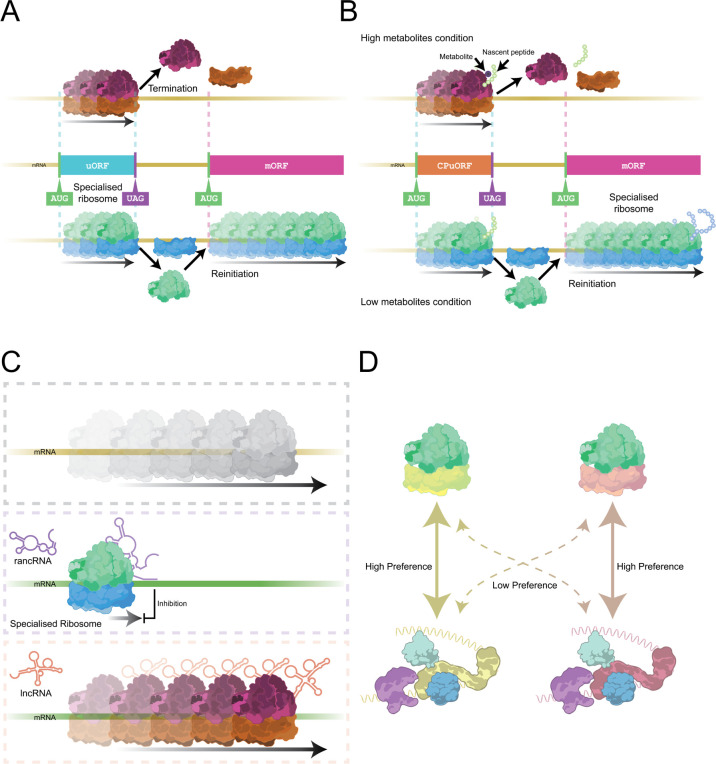 Specialized ribosomes: integrating new insights and current challenges.