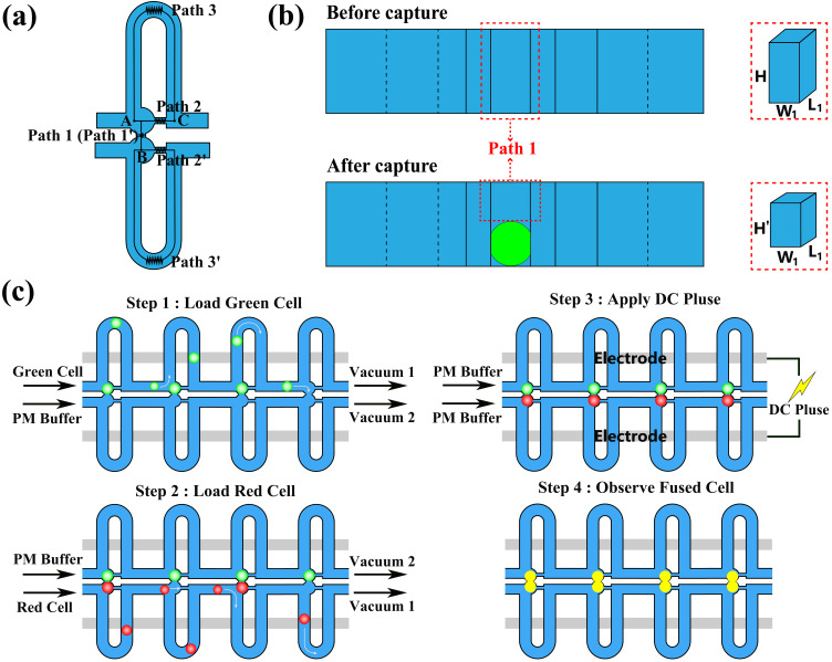 Hydrodynamic efficient cell capture and pairing method on microfluidic cell electrofusion chip.