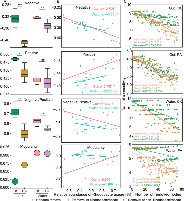 Beneficial effects of probiotics on <i>Litopenaeus vannamei</i> growth and immune function via the recruitment of gut Rhodobacteraceae symbionts.