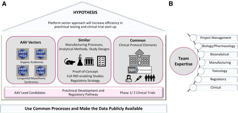 Adeno-Associated Virus Gene Therapy Development: Early Planning and Regulatory Considerations to Advance the Platform Vector Gene Therapy Program.