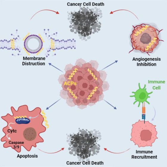 Exploring the potential of anticancer peptides as therapeutic agents for cancer treatment.