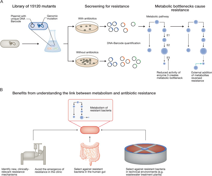 Refuse in order to resist: metabolic bottlenecks reduce antibiotic susceptibility.