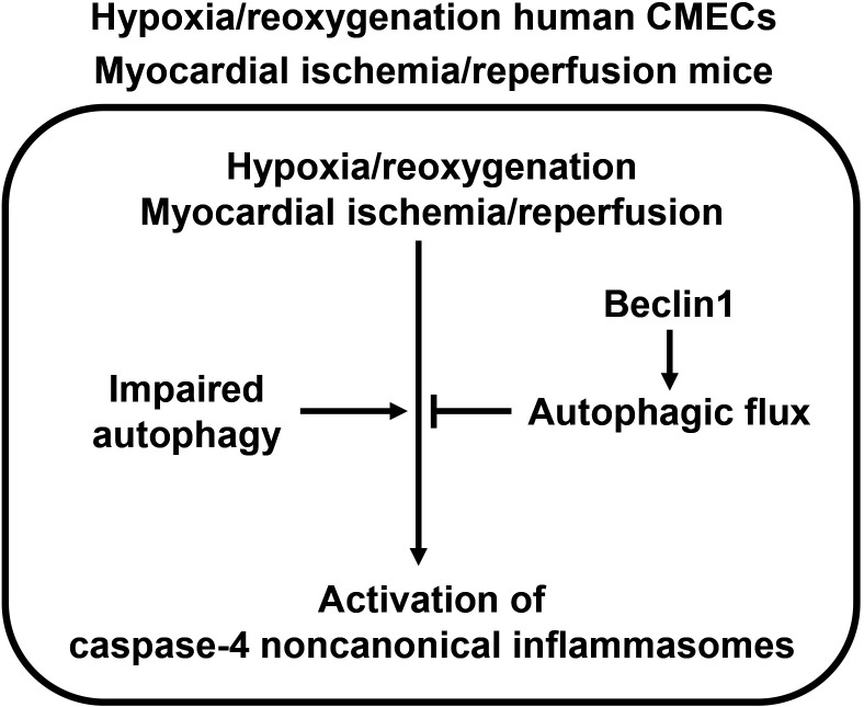 Functional interplay between non-canonical inflammasomes and autophagy in inflammatory responses and diseases.