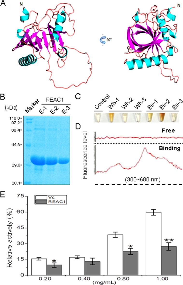 A rice SOUL family heme-binding protein REAC1 enhances the antioxidative capacity of C. elegans through modulation of ROS-related gene expression.