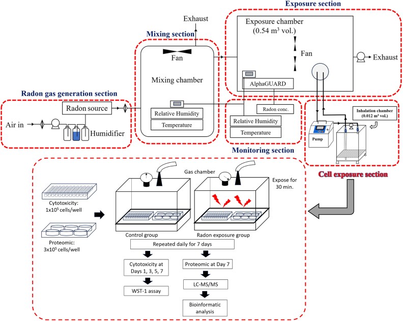 Impact of intermittent high-dose radon exposures on lung epithelial cells: proteomic analysis and biomarker identification.