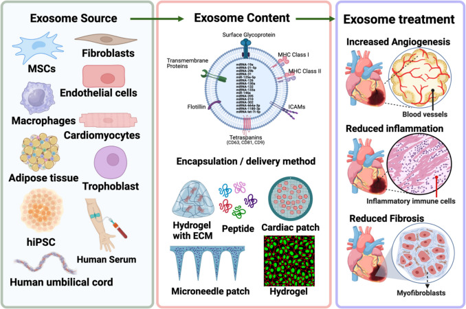 Unpacking Exosomes: A Therapeutic Frontier for Cardiac Repair.