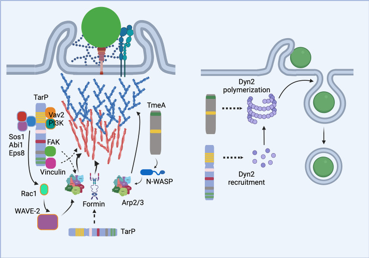 Chlamydia trachomatis invasion: a duet of effectors.